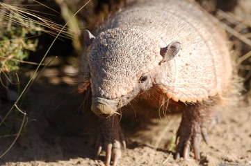 armadillo
