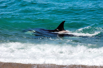 orques  orca  killer  whales