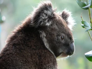 Photo sur Aluminium Koala vue latérale d& 39 un koala