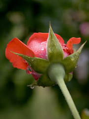 rückansicht einer rose
