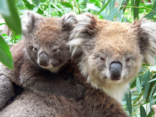 portrait of a mother and son koala