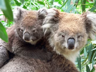 Crédence de cuisine en verre imprimé Koala portrait d& 39 une mère et son fils koala