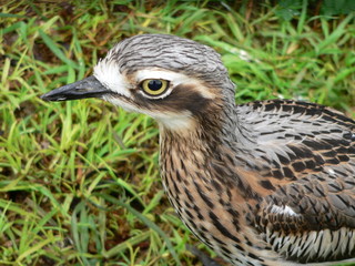 curlew