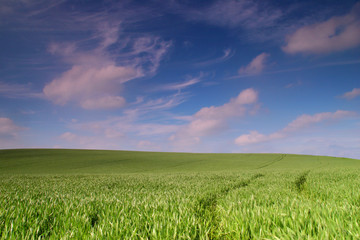 Fototapeta na wymiar young green wheat field
