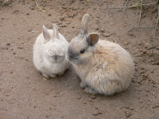 two rabbits