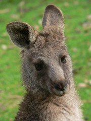 cheeky kangaroo