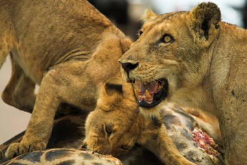 protective lioness