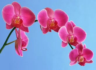 Türaufkleber orchidee © Toebeans