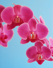 orchidee