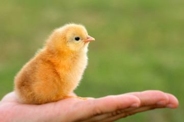 chick