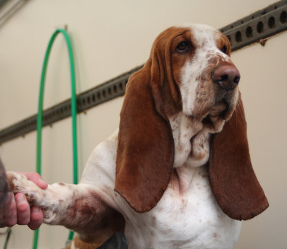 basset grooming