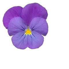 stiefm&uuml;tterchen