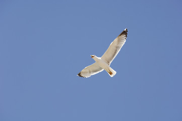 Obraz premium gull 2