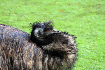 emu head resting
