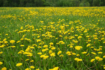 meadow and dandelions.