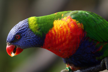 rainbow lorikeet eating