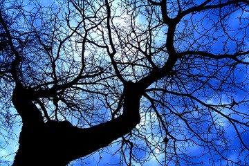 Fototapeta na wymiar tree and clouds