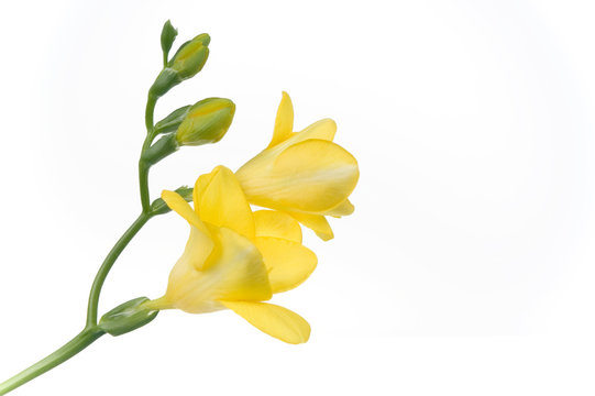 Fototapeta yellow flower
