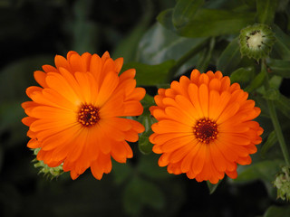 two orange flowers