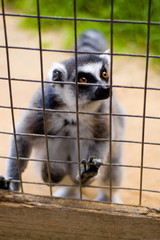 let me out