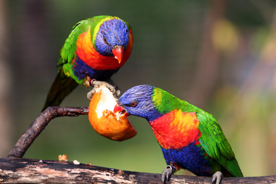 two rainbow lorikeet