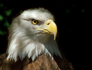 bald eagle © R. Gino Santa Maria