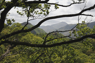mountain framed by oak tree