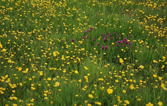 lone patch of clover among buttercups