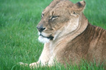 Fototapeta na wymiar lioness snoozing