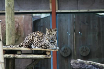 Foto op Canvas majestic leopard © Ashley Darby