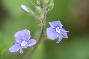 gentle couple