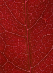 acer leaf