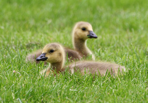 two goslings