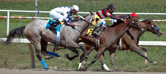 three racehorses in the stretch