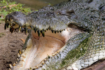 crocodile marin d'australie