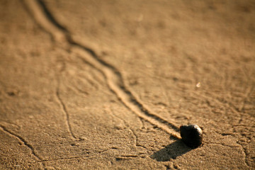 rauhe strandschnecke