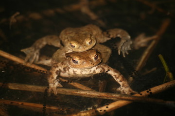 erdkröten mit laich