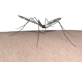 mosquito moustique