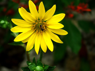 yellow daisy