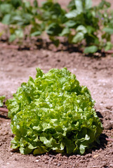 laitue-lettuce