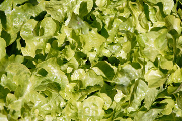 laitue-lettuce