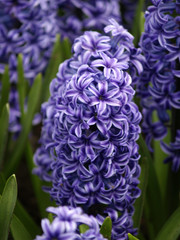 hyacinth in bloom