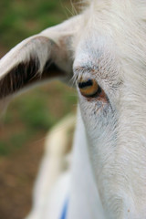 goats eye