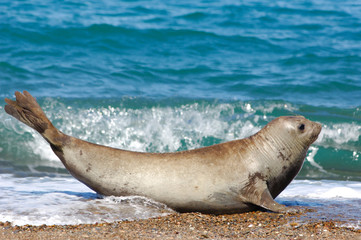 éléphant de mer