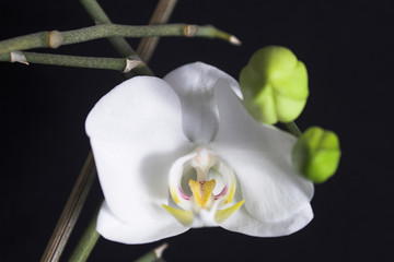 weisse orchidee
