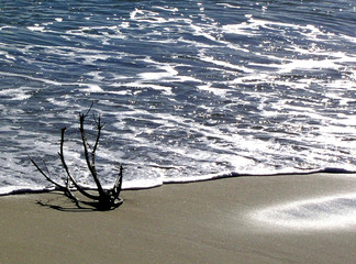 rama en la orilla del mar