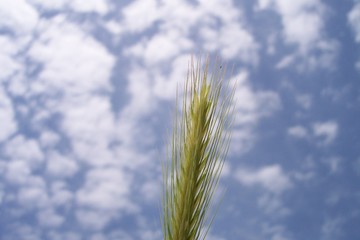 wild barley