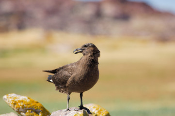 skua antarctic chilean catharacta maccormicki