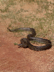 python