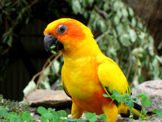 yellow lorikeet